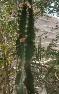 گل و گیاه با پرورش خانگی ،مقاوم دربرابر گرمای جنوب