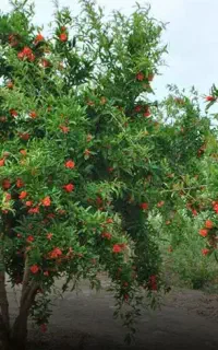 کلیه امور باغ داری