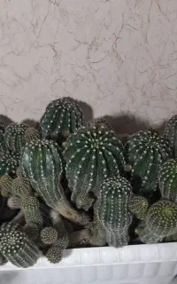 گل کاکتوس
