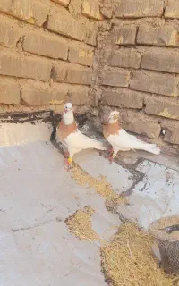 کبوتر طوقی