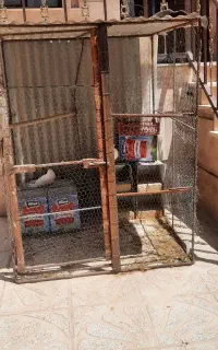 لانه کبوتر