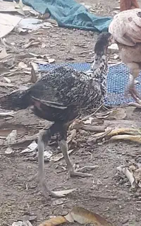 جوجه از نژاد خوب