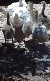 ۵عددجوجه غاز غوغازدانه۱ تومن