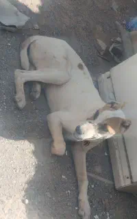 سگ گله