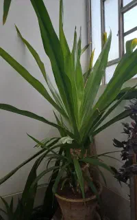 قلمه گل سوسن