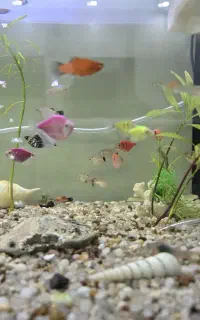 ماهی اکواریوم