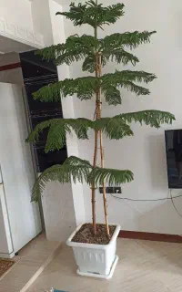 کاج مطبق