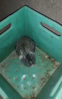 دو عدد خرگوش اسرائیلی