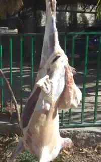 ذبح گوسفند