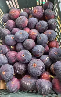 انجیر شیرین مطابق عکس بسیارشیرین