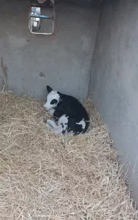 ۲ راس ماده شیر خوار ۱۰ روزه