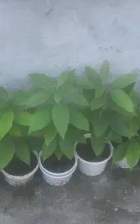نهال اواکادو