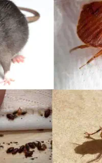 شرکت سمپاشی ساس سوسک کنه موش و..سم پاشی تضمینی