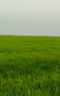 هیومیک اسید طبیعی