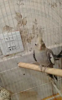 عروس هلندی سخنگو