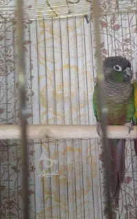 گرینچیک نروماده