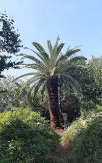 نخل فونیکس