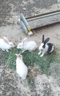 چند تا خرگوش