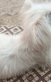 سگ پاکوتاه
