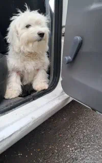 سگ پا کوتاه  حرف گوش کن
