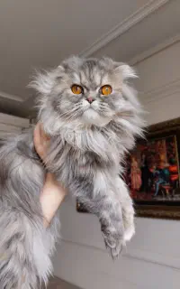 گربه پرشین رنگ گری