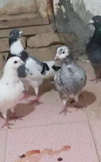 پرنده فروشی. کبوتر