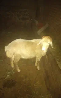 شیشک نر