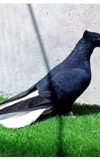یبلالل