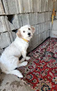 سگ پشمالو سه ملیون