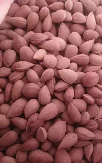 بادام کوهی تمیز و درشت