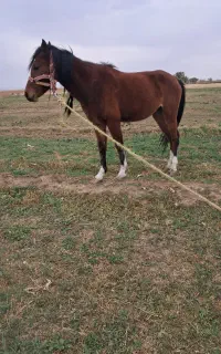 کره مادیان
