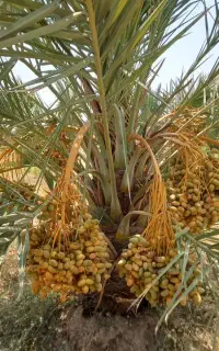 پاجوش نخل مجول مراکشی