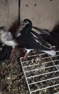 کفتر ساده