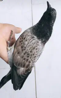 جوجه درجه یک پرشی تیرماهی