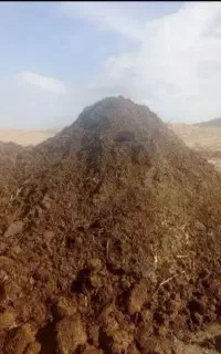 کود گوسفندی