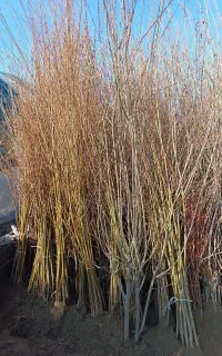 پسته پایه رویشی و پیوندی نهال