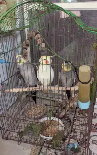 فروش سه عدد عروس هلندی