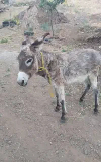 کره خر نر ۸ماهه