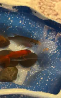 واگذاری ماهی قرمز و آمور