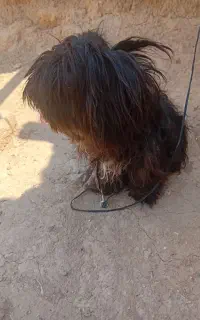 سگ پا کوتاه