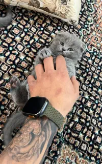 گربه اسکاتیش فولد