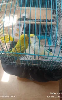مرغ عشق