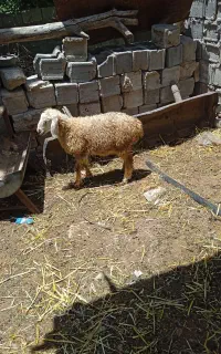 بره ماده درشت 16میلیون