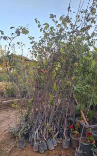 نهال به اصفهان ریشه پر