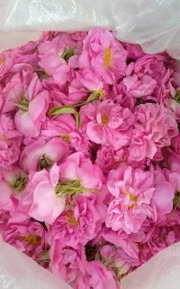 فروش گل محمدی قمصر کاشان در خوی 170تومان
