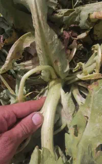 کارگرکشاورزی