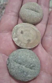 فسیل