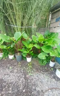 فروش  تعدادی  دریچه آپارتمانی