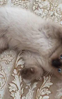 بچه گربه 3 ماه نژاد اسکاتیش پرشین چشم ابی