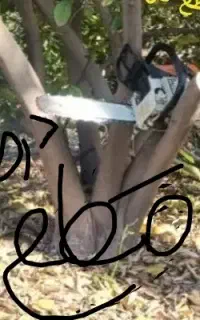 مجانی مجانی